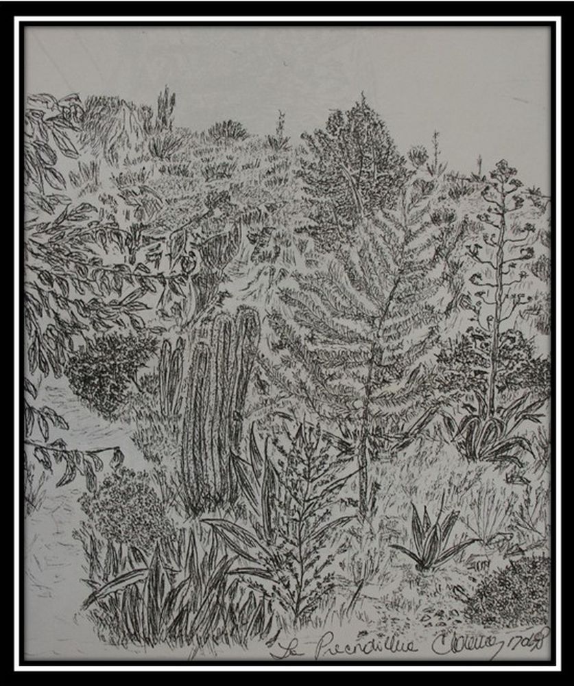 {}{[|] Dibujos de Clarence Fisk};{Arboles};{Cactus};{eTg};{Cajón};{Maipo};{@Place=Cajón del Maipo};{@Date=1998};{@Author=Clarence Fisk ll};{[ATHR]Clarence Fisk ll